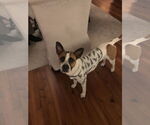 Small #5 Boxer Mix