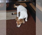 Small #7 Dachshund Mix