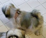 Small #4 Shih Tzu