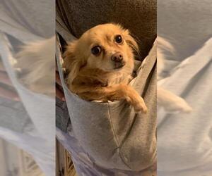 Chihuahua Dogs for adoption in San Antonio, TX, USA