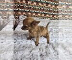Small #8 Chihuahua