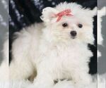 Small #4 Maltese
