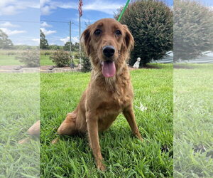 Golden Retriever Dogs for adoption in Pacolet, SC, USA