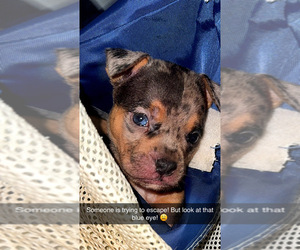 American Bully-Pit Puppy for Sale in RIXEYVILLE, Virginia USA