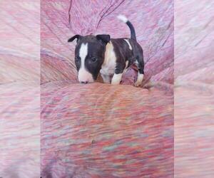 Bull Terrier Puppy for sale in BLOOMINGTON, IN, USA