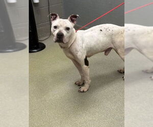 Mutt Dogs for adoption in Las Vegas, NV, USA