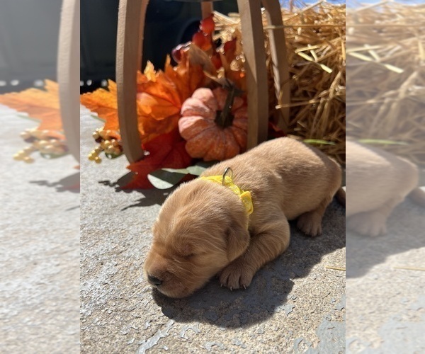 Medium Photo #3 Golden Retriever Puppy For Sale in NEOLA, WV, USA