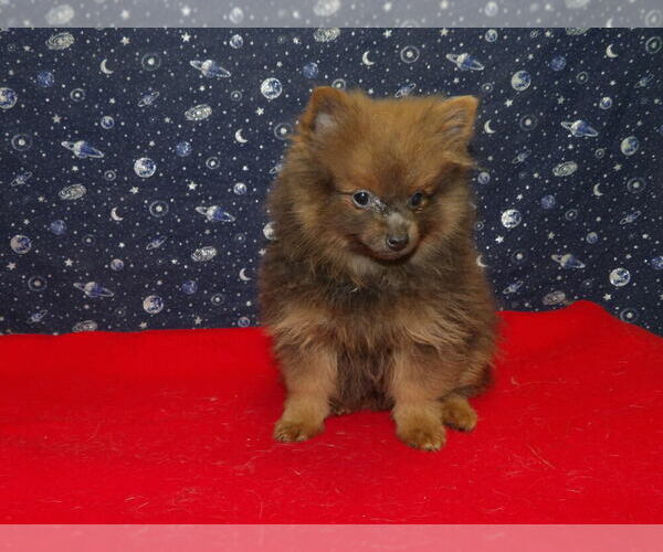 Medium Photo #7 Pomeranian Puppy For Sale in PATERSON, NJ, USA