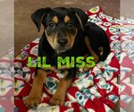 Small Photo #2 Mutt Puppy For Sale in Mexia , TX, USA