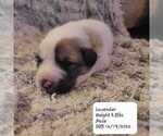 Puppy 6 Australian Shepherd-Great Pyrenees Mix