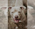 Small American Pit Bull Terrier-Greyhound Mix