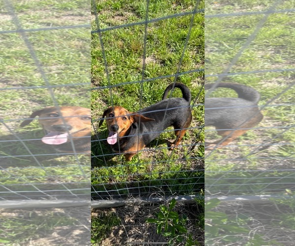 Medium Photo #5 Basset Hound-Miniature Pinscher Mix Puppy For Sale in Valrico, FL, USA