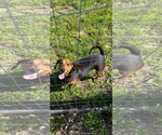 Small #4 Basset Hound-Miniature Pinscher Mix