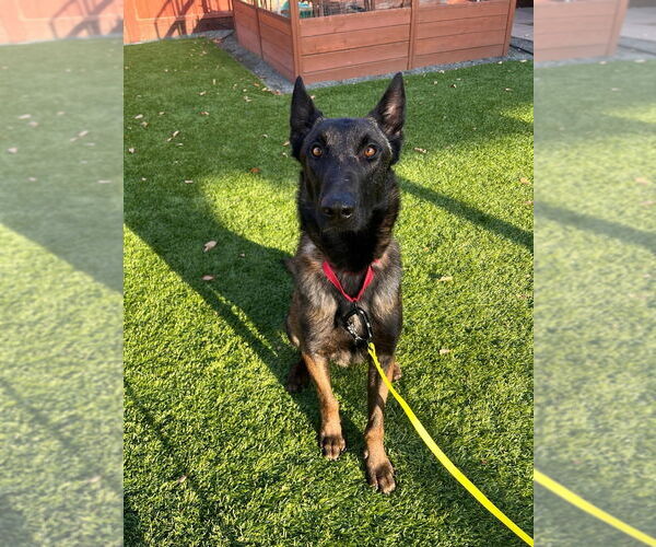 Medium Photo #1 Mutt Puppy For Sale in Imlay City, MI, USA