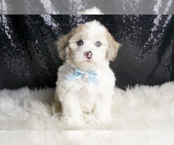 Medium Photo #136 Maltipoo Puppy For Sale in WARSAW, IN, USA