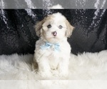 Small Photo #136 Maltipoo Puppy For Sale in WARSAW, IN, USA