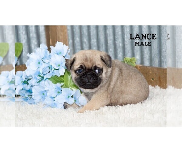 Medium Photo #18 Pug Puppy For Sale in CLARE, MI, USA