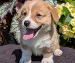 Small Photo #37 Pembroke Welsh Corgi Puppy For Sale in GOSHEN, IN, USA
