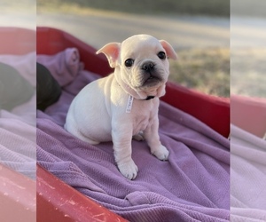 French Bulldog Puppy for sale in FORT LEONARD WOOD, MO, USA