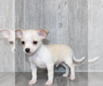 Small #8 Chihuahua