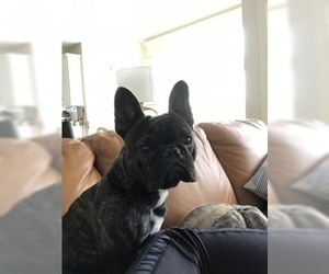 Mother of the French Bulldog puppies born on 03/04/2019