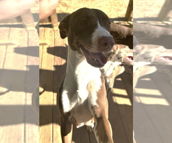 Medium Photo #2 American Pit Bull Terrier-Unknown Mix Puppy For Sale in Wetumpka, AL, USA