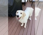 Small #1 Great Pyrenees Mix