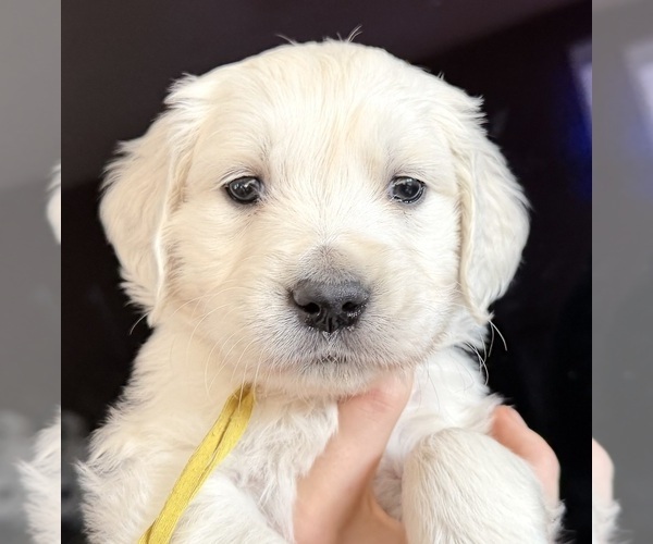 Medium Photo #19 English Cream Golden Retriever Puppy For Sale in MEDFORD TOWNSHIP, NJ, USA