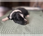 Small Photo #20 Australian Shepherd Puppy For Sale in YADKINVILLE, NC, USA