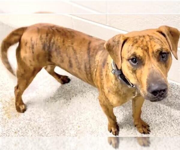 Medium Photo #2 Rhodesian Ridgeback Puppy For Sale in Houston, TX, USA