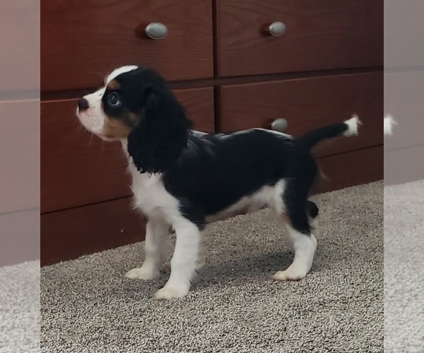 Medium Photo #4 Cavalier King Charles Spaniel Puppy For Sale in PLACENTIA, CA, USA