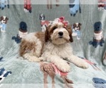 Small #4 Cavapoo (Miniature)