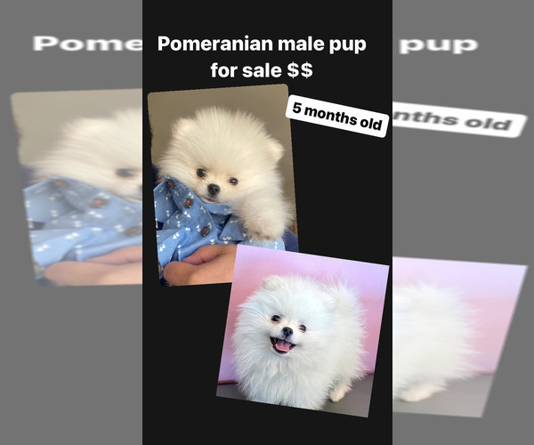 Medium Photo #1 Pomeranian Puppy For Sale in HACIENDA HEIGHTS, CA, USA