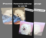Small Photo #1 Pomeranian Puppy For Sale in HACIENDA HEIGHTS, CA, USA