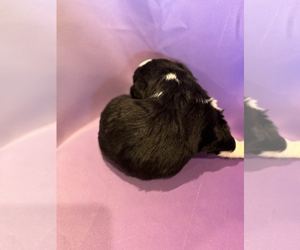 Medium Photo #11 Corgipoo Puppy For Sale in LONGMONT, CO, USA