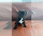 Puppy 5 French Bulldog