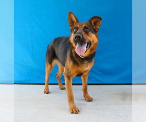 German Shepherd Dog-Unknown Mix Dogs for adoption in Pasadena, CA, USA