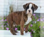 Small #3 Boxer