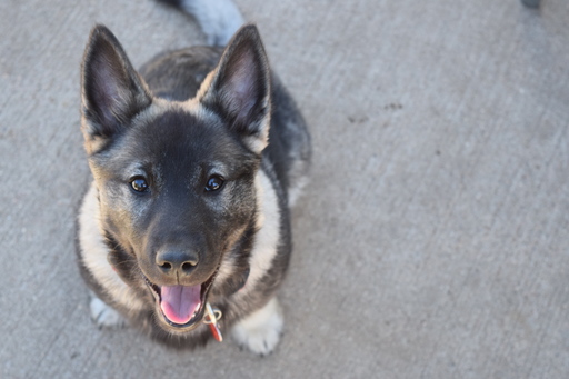 Medium Photo #1 German Shepherd Dog-Norwegian Elkhound Mix Puppy For Sale in GARDEN CITY, CO, USA