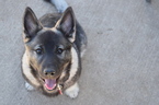 Small Photo #1 German Shepherd Dog-Norwegian Elkhound Mix Puppy For Sale in GARDEN CITY, CO, USA
