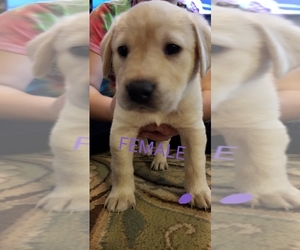 Labrador Retriever Puppy for sale in HICKORY GROVE, SC, USA