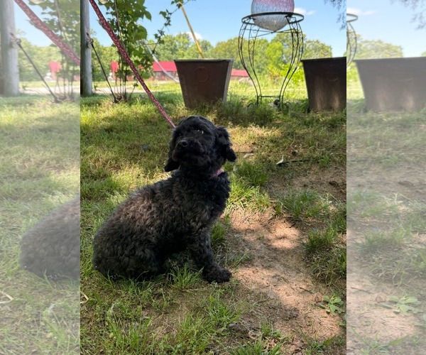 Medium Photo #6 Poodle (Miniature) Puppy For Sale in HOPKINSVILLE/PRINCETON, KY, NH, USA