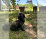 Small #5 Poodle (Miniature)