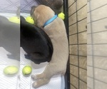 Puppy Blueface Cane Corso
