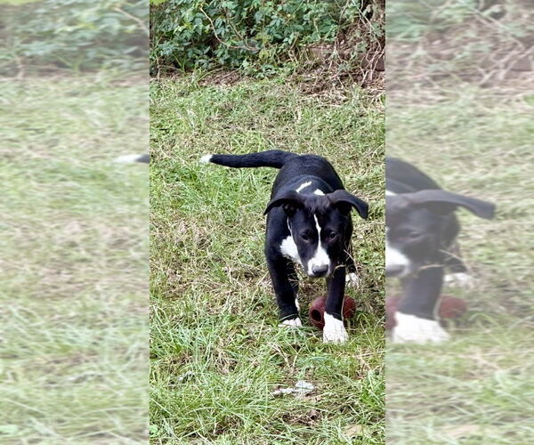 Medium Photo #3 Mutt Puppy For Sale in Oakhurst, NJ, USA