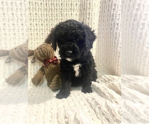 Poodle (Miniature) Puppy for sale in FREDERICKSBURG, OH, USA