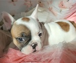 Small Photo #27 French Bulldog Puppy For Sale in W LINN, OR, USA