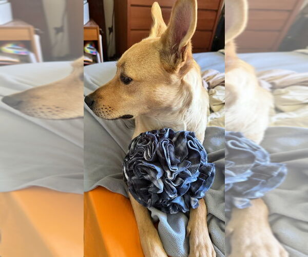 Medium Photo #3 Boxer-Unknown Mix Puppy For Sale in Dana Point, CA, USA