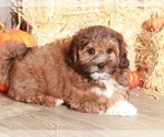Small Photo #4 ShihPoo Puppy For Sale in MOUNT VERNON, OH, USA