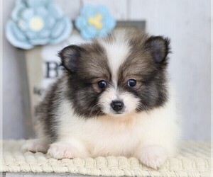 Pomeranian Puppy for sale in FREDERICKSBG, OH, USA